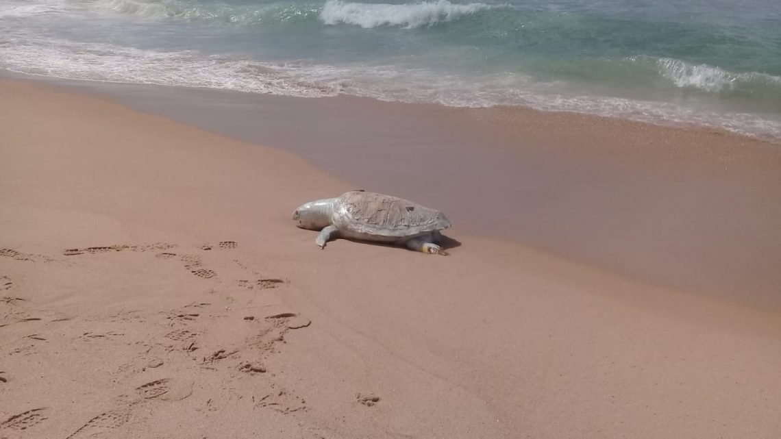 Seis tartarugas são encontradas mortas na praia da Boca do Rio na manhã desta segunda (26)