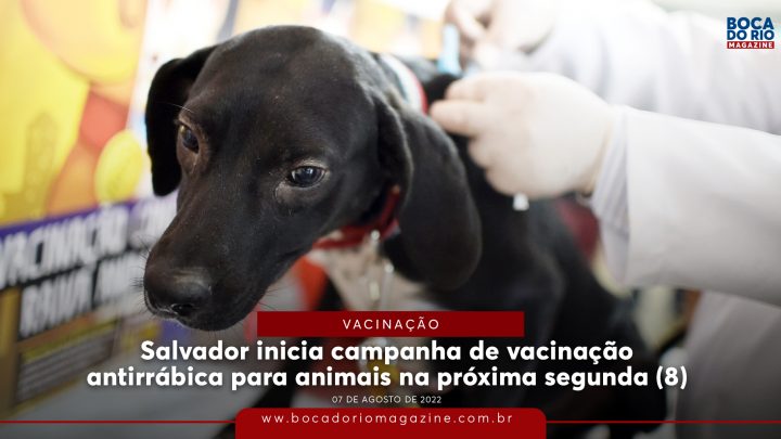 Salvador inicia campanha de vacinação antirrábica para animais na próxima segunda-feira (8)