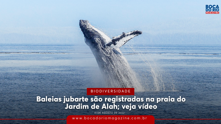 Baleias jubarte são registradas na praia do Jardim de Alah; veja vídeo
