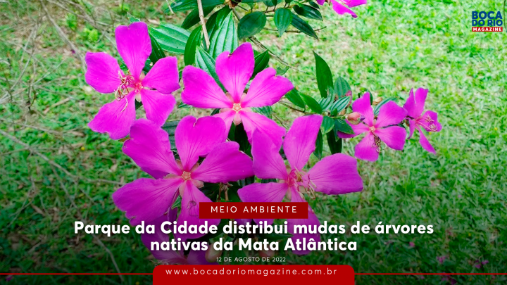 Parque da Cidade distribui mudas de árvores nativas da Mata Atlântica