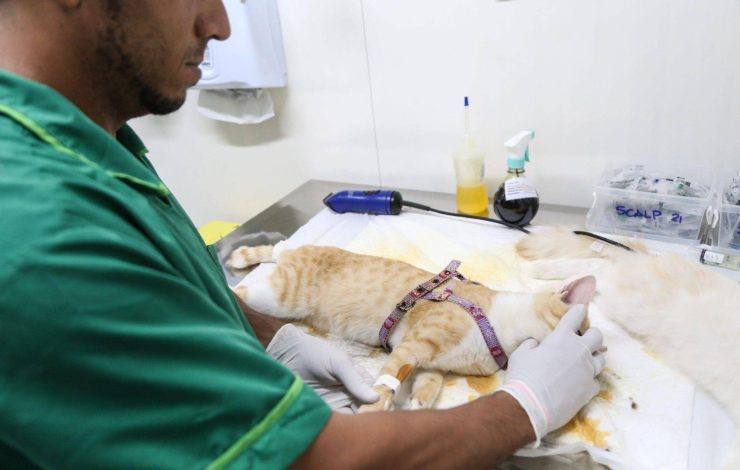 Salvador passará a ter 3 mil vagas mensais para castração na rede municipal