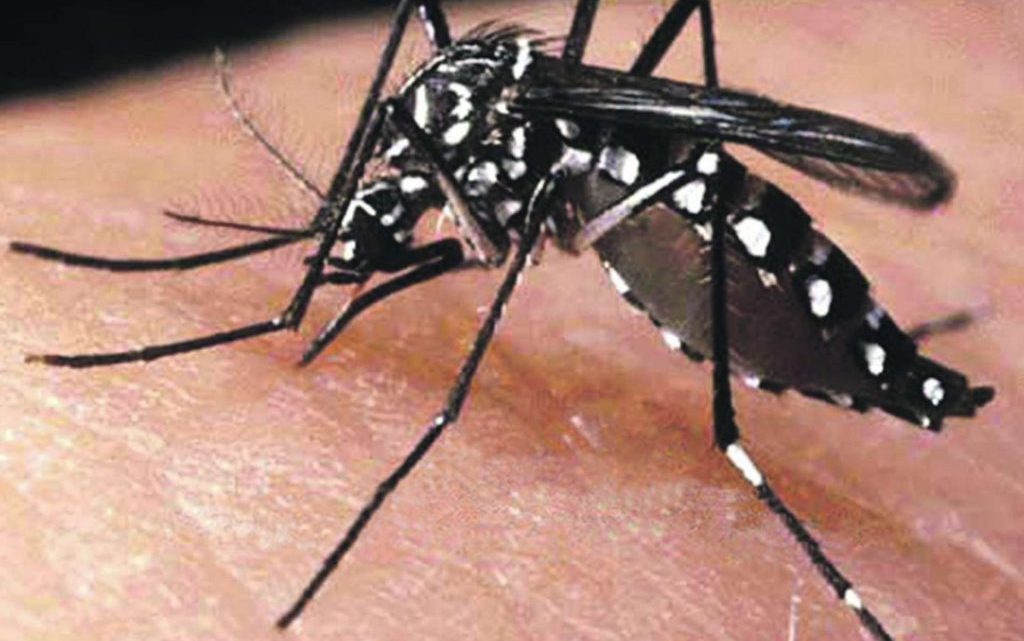 Sobe para 64 o número de mortes por dengue ocorridas em 2024 na Bahia