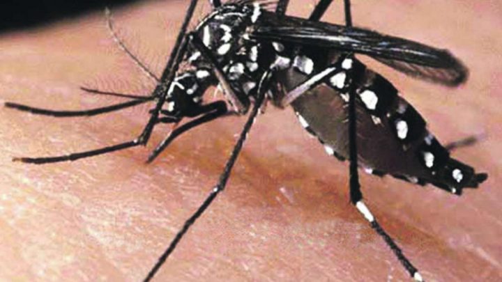 Sobe para 64 o número de mortes por dengue ocorridas em 2024 na Bahia