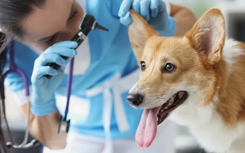 8 sinais de que o seu cachorro está se tornando idoso