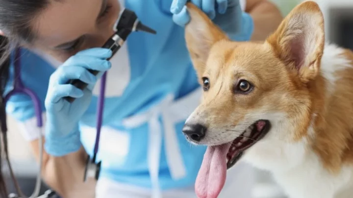 8 sinais de que o seu cachorro está se tornando idoso