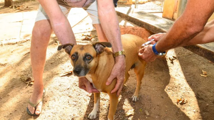 Salvador inicia Campanha de Vacinação Antirrábica Animal 2025 nesta segunda-feira (18)