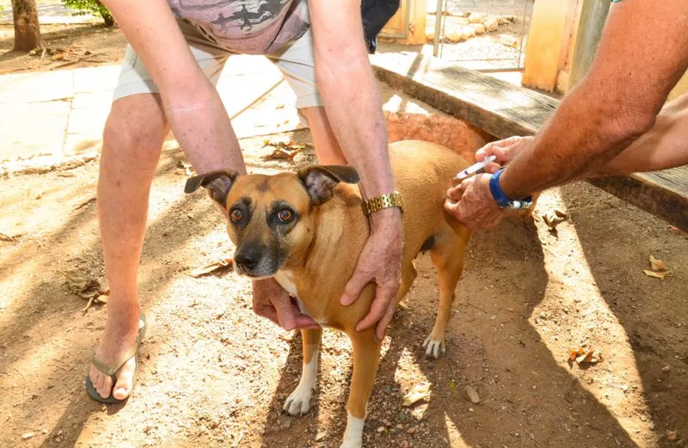 Salvador inicia Campanha de Vacinação Antirrábica Animal 2025 nesta segunda-feira (18)