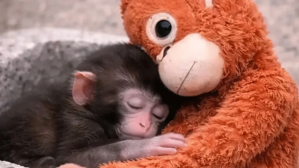 Macaco rejeitado pela mãe comove ao abraçar pelúcia para se sentir seguro