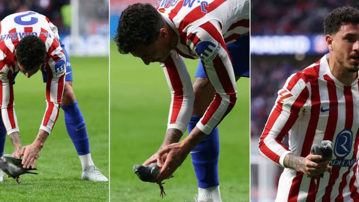Pombo atingido por bolada é salvo por jogador do Atlético de Madrid: ‘Um ser de luz’
