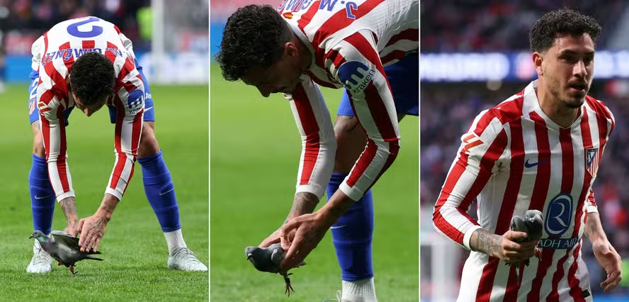 Pombo atingido por bolada é salvo por jogador do Atlético de Madrid: ‘Um ser de luz’
