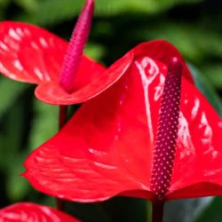 Descubra plantas resistentes ideais para ambientes internos e fáceis de cuidar para quem não tem habilidade.