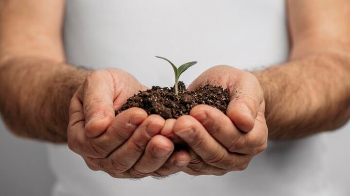 Adubo: o segredo que pode salvar suas plantas