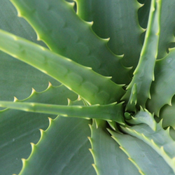 Descubra plantas resistentes ideais para ambientes internos e fáceis de cuidar para quem não tem habilidade.