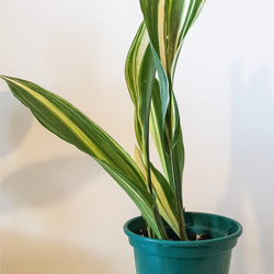Descubra plantas resistentes ideais para ambientes internos e fáceis de cuidar para quem não tem habilidade.