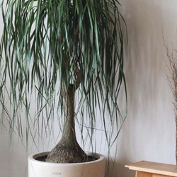 Descubra plantas resistentes ideais para ambientes internos e fáceis de cuidar para quem não tem habilidade.