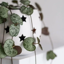 Descubra plantas resistentes ideais para ambientes internos e fáceis de cuidar para quem não tem habilidade.