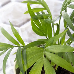 Descubra plantas resistentes ideais para ambientes internos e fáceis de cuidar para quem não tem habilidade.