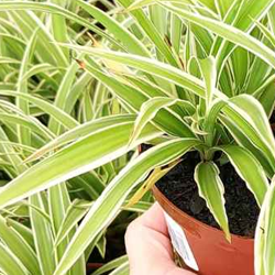 Descubra plantas resistentes ideais para ambientes internos e fáceis de cuidar para quem não tem habilidade.