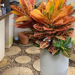 Descubra plantas resistentes ideais para ambientes internos e fáceis de cuidar para quem não tem habilidade.