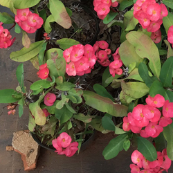Descubra plantas resistentes ideais para ambientes internos e fáceis de cuidar para quem não tem habilidade.