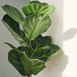 Descubra plantas resistentes ideais para ambientes internos e fáceis de cuidar para quem não tem habilidade.