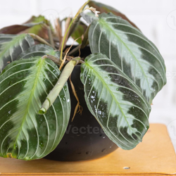 Descubra plantas resistentes ideais para ambientes internos e fáceis de cuidar para quem não tem habilidade.