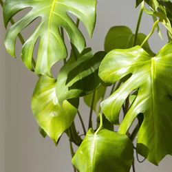 Descubra plantas resistentes ideais para ambientes internos e fáceis de cuidar para quem não tem habilidade.
