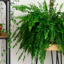 Descubra plantas resistentes ideais para ambientes internos e fáceis de cuidar para quem não tem habilidade.