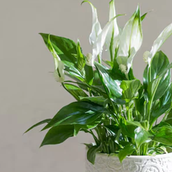 Descubra plantas resistentes ideais para ambientes internos e fáceis de cuidar para quem não tem habilidade.