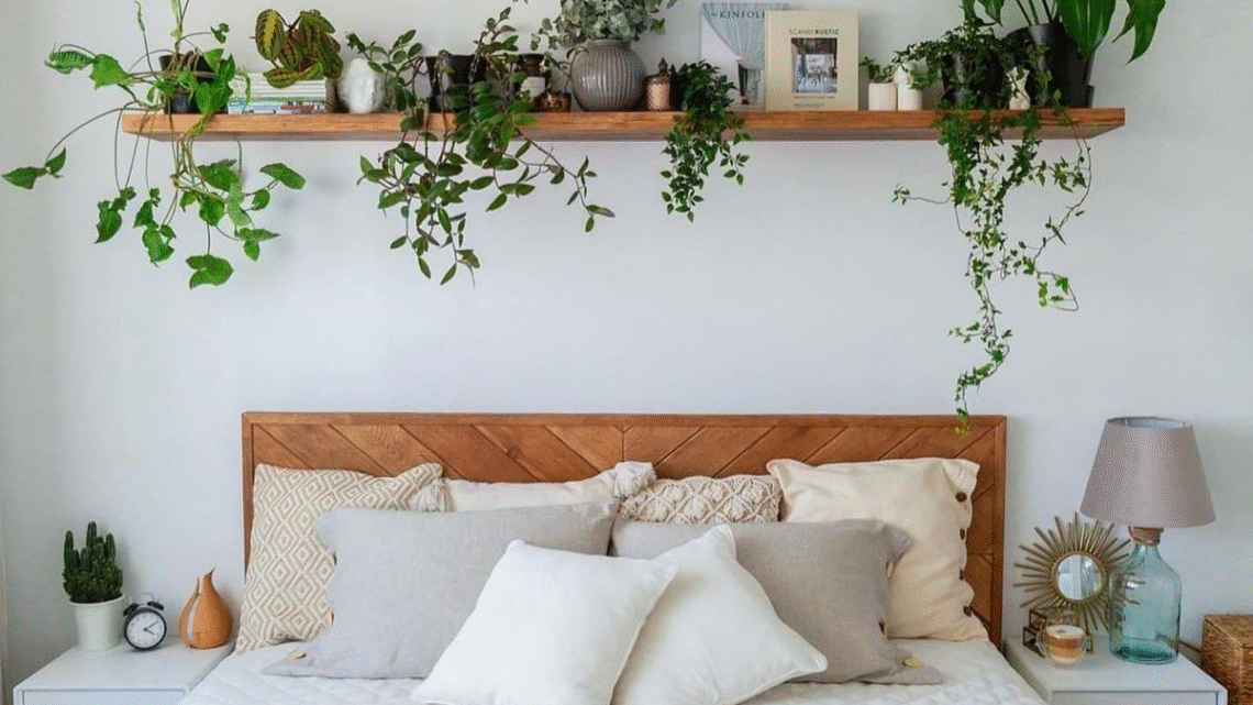 Plantas resistentes: veja quais espécies sobrevivem mesmo com poucos cuidados