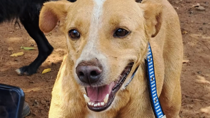 México oficializa cachorro caramelo como raça e gera polêmica