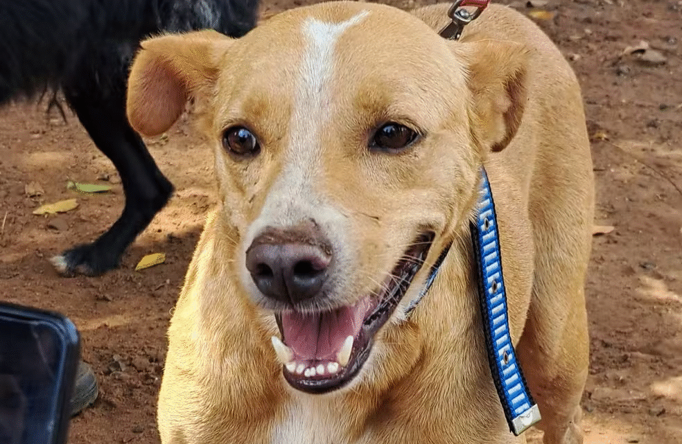 México oficializa cachorro caramelo como raça e gera polêmica