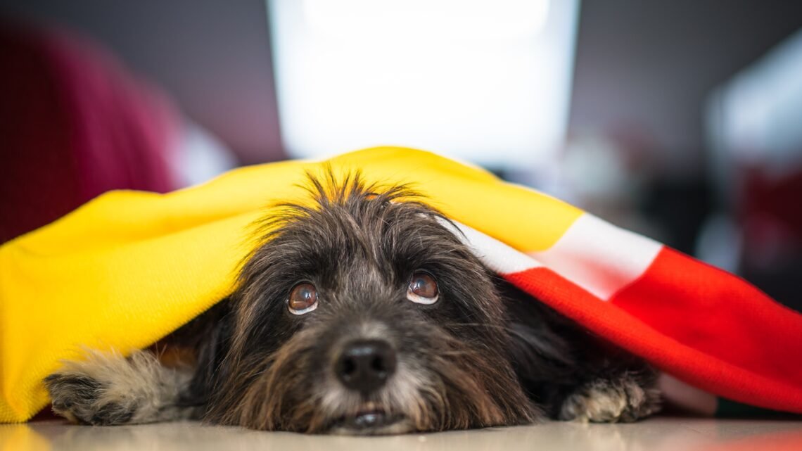 Seu pet tem medo de fogos? Conheça a coleira que pode ajudar a encontrá-lo caso ele fuja no São João