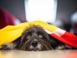 Seu pet tem medo de fogos? Veja como aumentar as chances de encontrá-lo caso ele fuja no São João Foto: Magnific