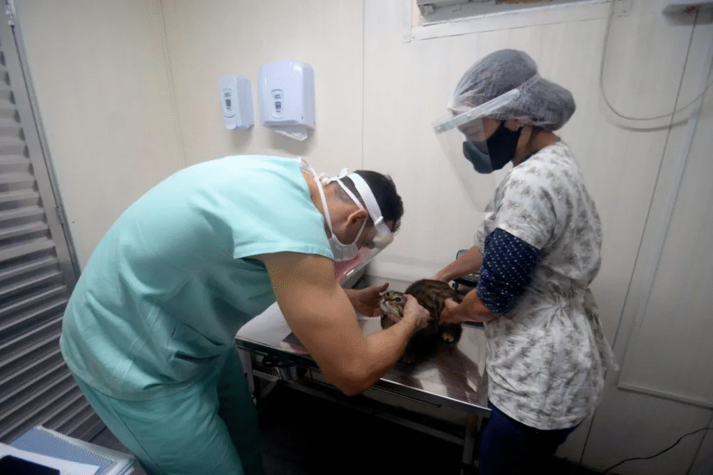 Castração gratuita: confira os detalhes sobre o agendamento para cães e gatos em Salvador e os documentos necessários nesta quinta (7).