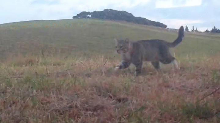 Gato-selvagem que ameaçava aves raras é capturado e abatido na Nova Zelândia após três anos