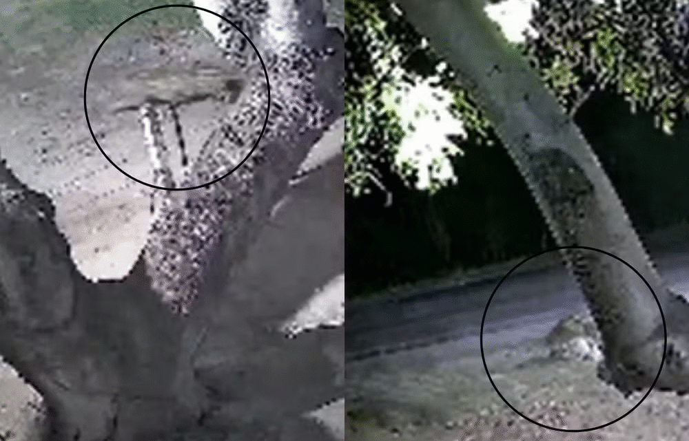 Onça-pintada invade quintal de casa e ataca cachorro em Corumbá