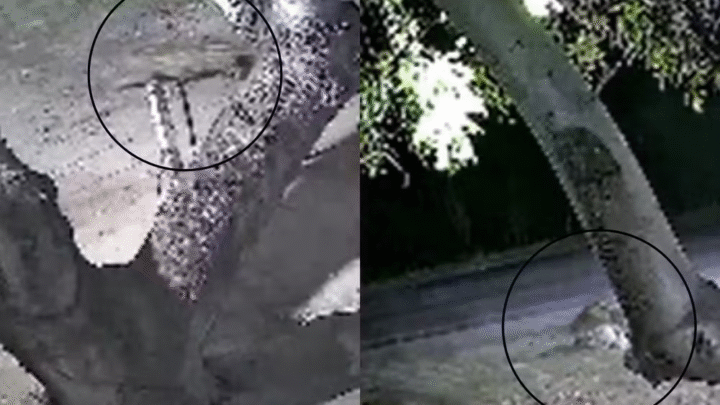 Onça-pintada invade quintal de casa e ataca cachorro em Corumbá