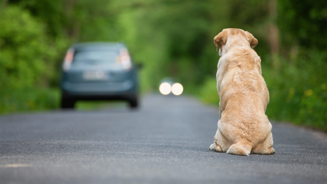 Abandono de animais com o uso de veículos pode gerar suspensão e cassação da CNH