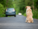 Abandono de animais com o uso de veículos pode gerar suspensão e cassação da CNH - Foto: Divulgação/Shutterstock