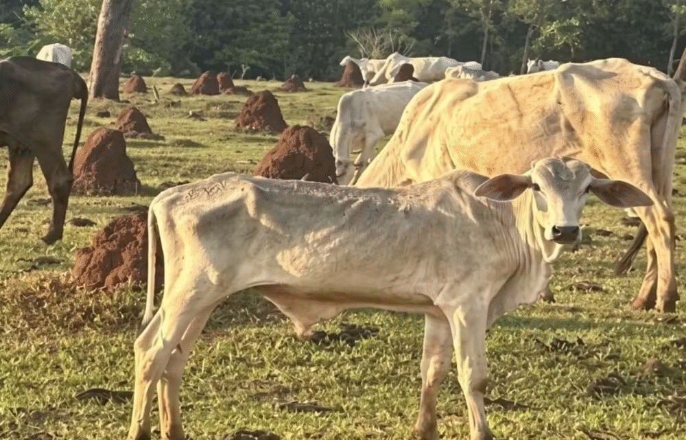 Gado vive cenário de maus-tratos extremos e MPMS investiga fazenda em Cassilândia