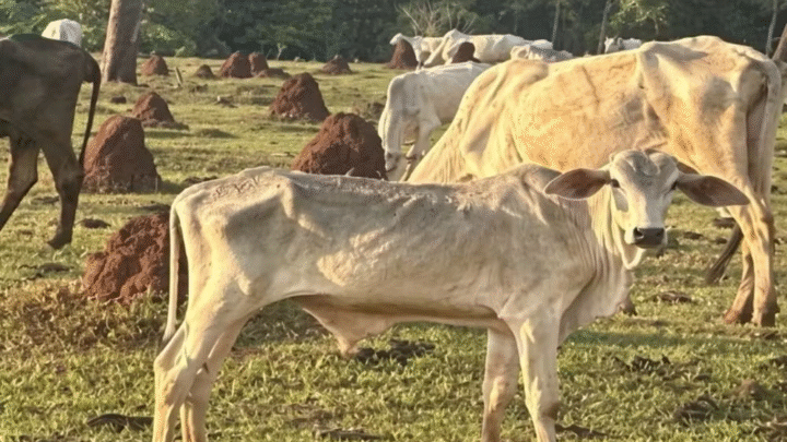 Gado vive cenário de maus-tratos extremos e MPMS investiga fazenda em Cassilândia