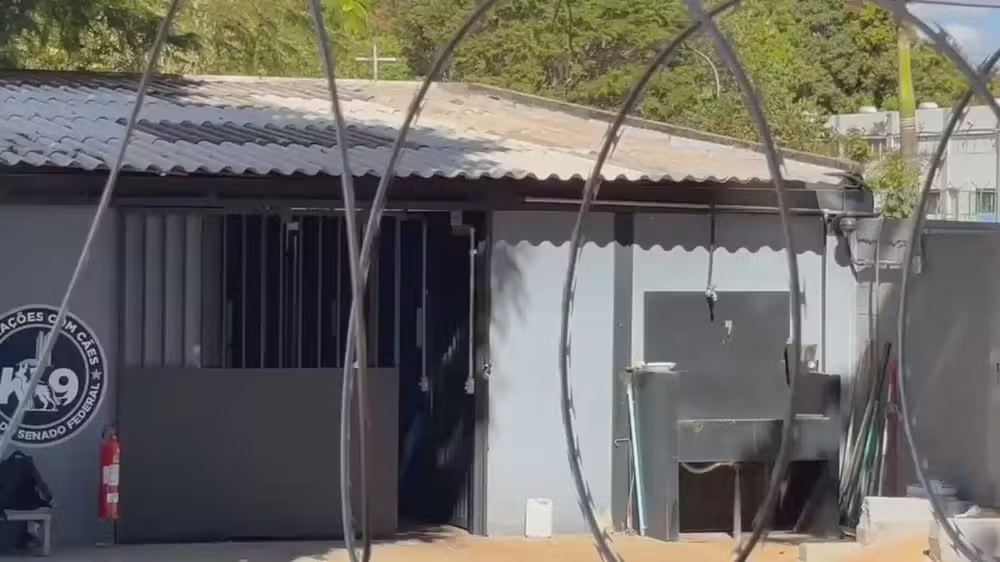Pastor-belga ataca veterinária no canil do Senado Federal em Brasília e vítima morre Pastor-belga ataca veterinária no canil do Senado Federal em Brasília e vítima morre
