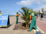Prefeitura realiza primeiro transplantio de mudas do Viveiro de Coqueiros na orla de Salvador - Foto: Otávio Santos / Secom PMS
