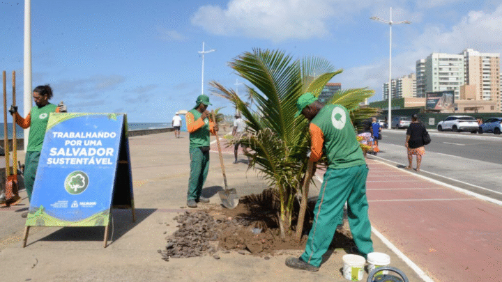Prefeitura realiza primeiro transplantio de mudas do Viveiro de Coqueiros na orla de Salvador