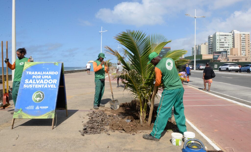 Prefeitura realiza primeiro transplantio de mudas do Viveiro de Coqueiros na orla de Salvador
