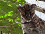 leopardus tilcayo