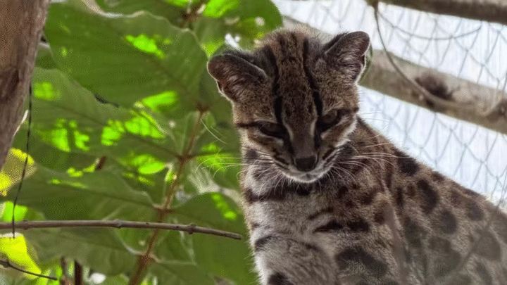Professor brasileiro descobre Leopardus tilcayo, nova espécie de felino selvagem na Bolívia