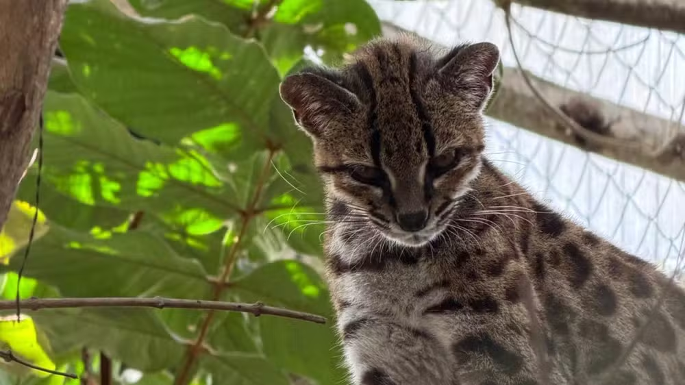Professor brasileiro descobre Leopardus tilcayo, nova espécie de felino selvagem na Bolívia